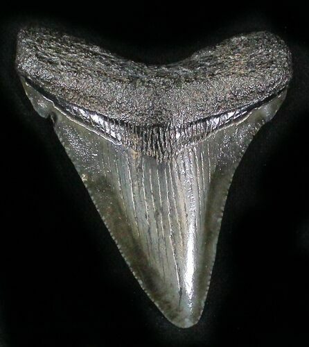 Juvenile Megalodon Tooth - South Carolina #25680